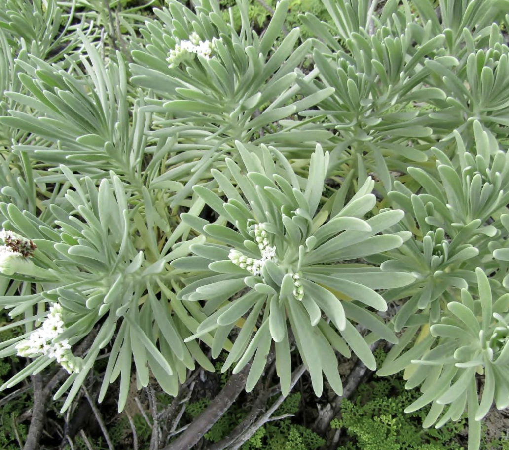 Sea Lavender Heliotropium gnaphalodes — Florida Native Plants
